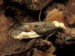 Monopis longella by (c) Katja Schulz, some rights reserved (CC BY). Used under a CC-BY license.