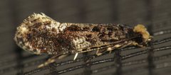 Monopis marginistrigella by (c) Nick Block, some rights reserved (CC BY), uploaded by Nick Block. Used under a CC-BY license.