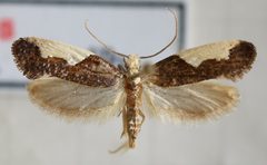Monopis monachella by (c) portioid, some rights reserved (CC BY), uploaded by portioid. Used under a CC-BY license.