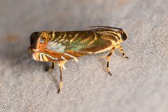 Thaumatographa by (c) Trevor Van Loon, some rights reserved (CC BY), uploaded by Trevor Van Loon. Used under a CC-BY license.