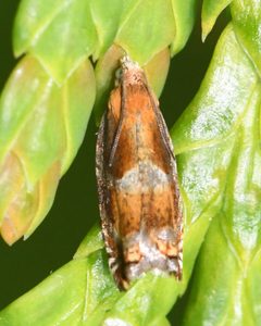 Ancylis apicana by (c) Roger Rittmaster, some rights reserved (CC BY), uploaded by Roger Rittmaster. Used under a CC-BY license.