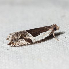 Ancylis columbiana by (c) Ken-ichi Ueda, some rights reserved (CC BY), uploaded by Ken-ichi Ueda. Used under a CC-BY license.