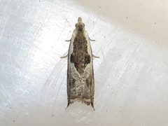 Ancylis sheppardana by (c) Dan MacNeal, some rights reserved (CC BY), uploaded by Dan MacNeal. Used under a CC-BY license.