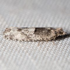 Chimoptesis chrysopyla by (c) Ken-ichi Ueda, some rights reserved (CC BY), uploaded by Ken-ichi Ueda. Used under a CC-BY license.