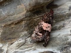 Epiblema periculosana by no rights reserved, uploaded by Local Shrew. Used under a CC0 license.