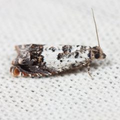 Epinotia nigralbana by (c) Ken-ichi Ueda, some rights reserved (CC BY), uploaded by Ken-ichi Ueda. Used under a CC-BY license.