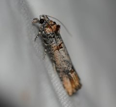 Eucosma bucephaloides by (c) Toby, some rights reserved (CC BY), uploaded by Toby. Used under a CC-BY license.
