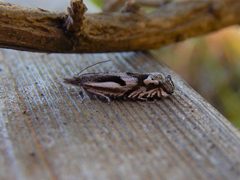 Eucosma clavana by (c) Jake McCumber, some rights reserved (CC BY), uploaded by Jake McCumber. Used under a CC-BY license.