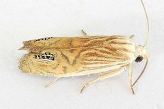 Eucosma gemellana by (c) jimeckert49, some rights reserved (CC BY). Used under a CC-BY license.