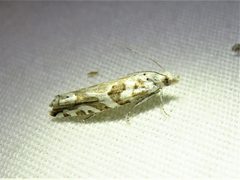 Eucosma mayelisana by (c) Annika Lindqvist, some rights reserved (CC BY), uploaded by Annika Lindqvist. Used under a CC-BY license.