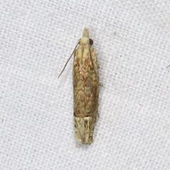 Eucosma ochrocephala by (c) Dan MacNeal, some rights reserved (CC BY), uploaded by Dan MacNeal. Used under a CC-BY license.
