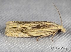 Eucosma olivaceana by (c) Andy Reago & Chrissy McClarren, some rights reserved (CC BY). Used under a CC-BY license.