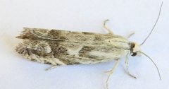 Eucosma viridis by (c) jimeckert49, some rights reserved (CC BY). Used under a CC-BY license.