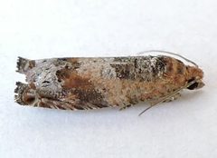 Pseudexentera oreios by (c) jimeckert49, some rights reserved (CC BY). Used under a CC-BY license.