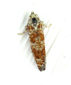 Retinia albicapitana by no rights reserved, uploaded by Nancy Mullin. Used under a CC0 license.