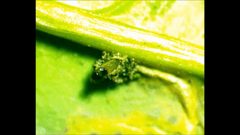 Rhopobota finitimana by no rights reserved, uploaded by Ken Kneidel. Used under a CC0 license.