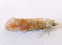 Rhyacionia versicolor by (c) jimeckert49, some rights reserved (CC BY). Used under a CC-BY license.