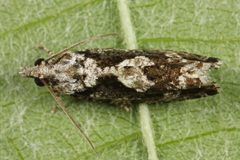 Zeiraphera by (c) ingridaltmann, some rights reserved (CC BY). Used under a CC-BY license.
