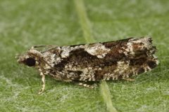Zeiraphera by (c) ingridaltmann, some rights reserved (CC BY). Used under a CC-BY license.