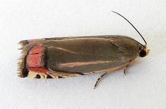 Cydia ninana by (c) jimeckert49, some rights reserved (CC BY). Used under a CC-BY license.