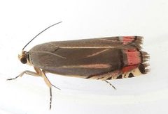 Cydia ninana by (c) jimeckert49, some rights reserved (CC BY). Used under a CC-BY license.