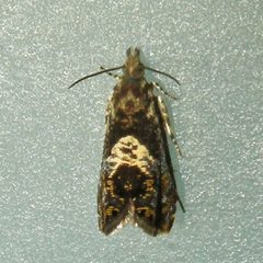 Dichrorampha incanana by (c) Bill Keim, some rights reserved (CC BY). Used under a CC-BY license.