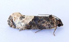 Ecdytolopha occidentana by (c) jimeckert49, some rights reserved (CC BY). Used under a CC-BY license.