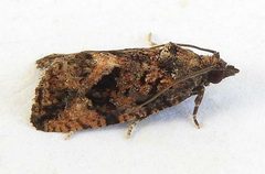 Gymnandrosoma desotanum by (c) jimeckert49, some rights reserved (CC BY). Used under a CC-BY license.