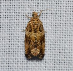 Celypha cespitana by (c) Andy Reago & Chrissy McClarren, some rights reserved (CC BY). Used under a CC-BY license.