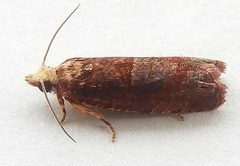 Episimus lagunculariae by (c) jimeckert49, some rights reserved (CC BY). Used under a CC-BY license.