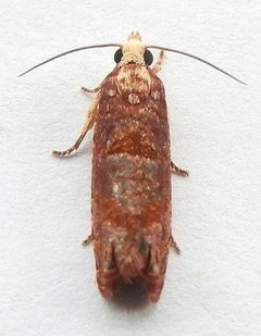 Episimus lagunculariae by (c) jimeckert49, some rights reserved (CC BY). Used under a CC-BY license.