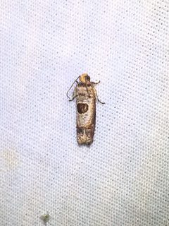 Episimus transferrana by (c) brendanboyd, some rights reserved (CC BY). Used under a CC-BY license.