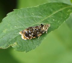 Olethreutes albiciliana by (c) christine123, some rights reserved (CC BY), uploaded by christine123. Used under a CC-BY license.