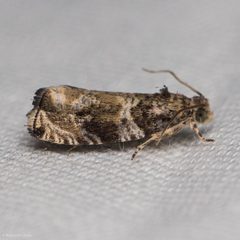 Olethreutes appendiceum by (c) Ken-ichi Ueda, some rights reserved (CC BY), uploaded by Ken-ichi Ueda. Used under a CC-BY license.