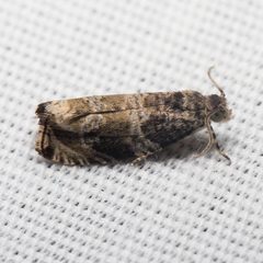 Olethreutes appendiceum by (c) Ken-ichi Ueda, some rights reserved (CC BY), uploaded by Ken-ichi Ueda. Used under a CC-BY license.