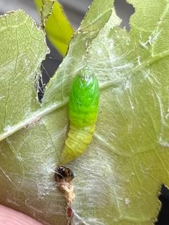 Olethreutes atrodentana by no rights reserved, uploaded by Jack Gelinas. Used under a CC0 license.