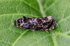 Pristerognatha agilana by (c) Bill Keim, some rights reserved (CC BY). Used under a CC-BY license.