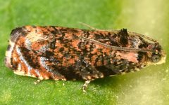 Pristerognatha agilana by (c) skitterbug, some rights reserved (CC BY), uploaded by skitterbug. Used under a CC-BY license.