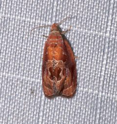 Zomaria andromedana by (c) Laura Gaudette, some rights reserved (CC BY), uploaded by Laura Gaudette. Used under a CC-BY license.