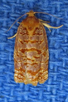 Archips georgiana by (c) David Dodd, some rights reserved (CC BY), uploaded by David Dodd. Used under a CC-BY license.