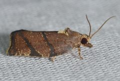 Argyrotaenia juglandana by (c) Andy Reago & Chrissy McClarren, some rights reserved (CC BY). Used under a CC-BY license.