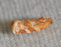 Argyrotaenia pinatubana by (c) Andy Reago & Chrissy McClarren, some rights reserved (CC BY). Used under a CC-BY license.