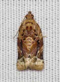 Argyrotaenia velutinana by (c) Nick Block, some rights reserved (CC BY), uploaded by Nick Block. Used under a CC-BY license.