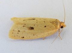Clepsis anderslaneyii by (c) jimeckert49, some rights reserved (CC BY). Used under a CC-BY license.