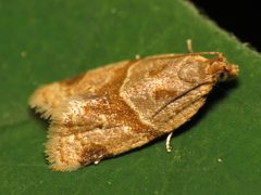 Clepsis peritana by (c) Katja Schulz, some rights reserved (CC BY). Used under a CC-BY license.