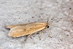 Eana by (c) Drepanostoma, some rights reserved (CC BY), uploaded by Drepanostoma. Used under a CC-BY license.