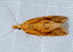 Aethes biscana by (c) Patrick Hanly, some rights reserved (CC BY), uploaded by Patrick Hanly. Used under a CC-BY license.