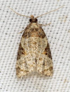 Anopina ednana by (c) Nick Block, some rights reserved (CC BY), uploaded by Nick Block. Used under a CC-BY license.