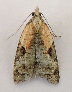 Anopina by (c) jimeckert49, some rights reserved (CC BY). Used under a CC-BY license.