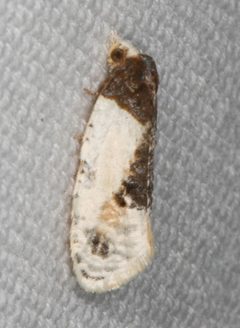 Henricus edwardsiana by no rights reserved, uploaded by Scott Loarie. Used under a CC0 license.